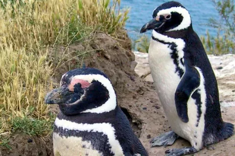 Magellan-Pinguine in Argentinien