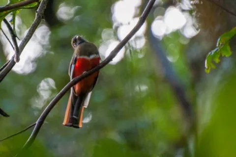 Bergtrogon im Urwald von Boquete, Panama