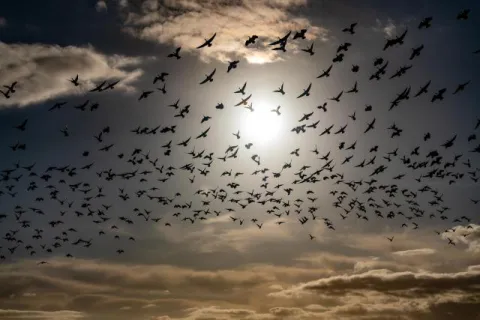 Barnacle geese over the Beltringharder Koog in the backlight