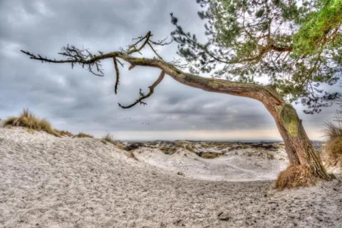 The dunes of Dueodde on Bornholm