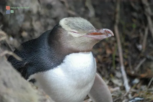 Gelbaugenpinguine in Omaru, Neuseeland