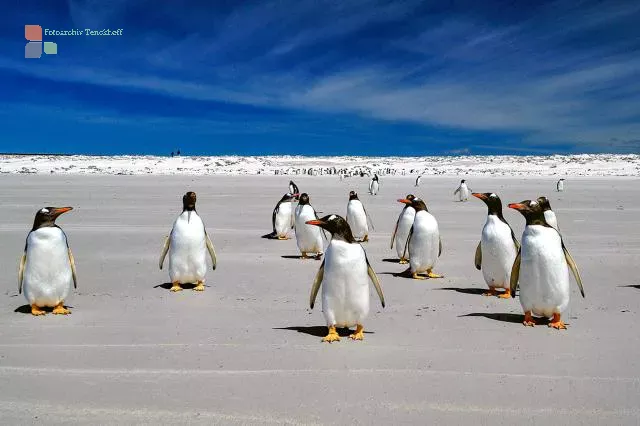 Eselspinguine am Volunteer Point, Ostfalkland