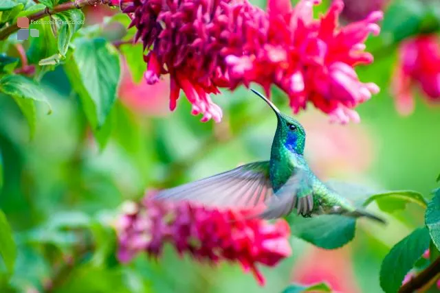 Veilchenohrkolibri (Colibri coruscans)