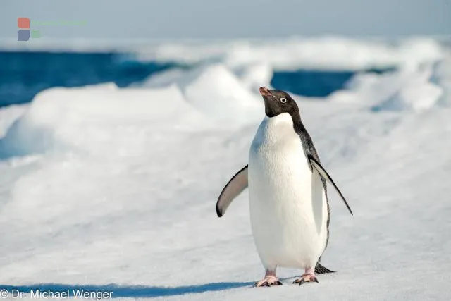 Adeliepinguine in der Antarktis