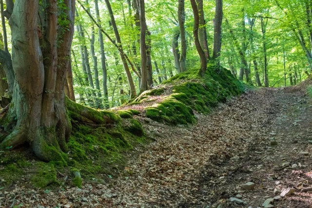 Die moosumrahmten Wege im Hanfbachtal