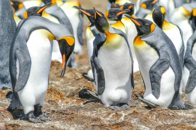 Königspinguin am Volunteerpoint, Ostinsel der Falklands