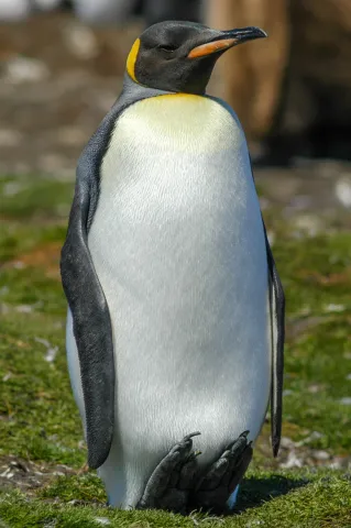 Königspinguin am Volunteerpoint, Ostinsel der Falklands