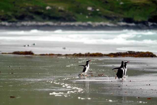 Eselspinguine am Volunteer Point, Ostfalkland