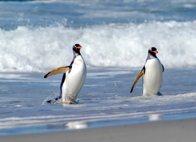 Gentoo penguins at Volunteer Point, Eastern Falkland