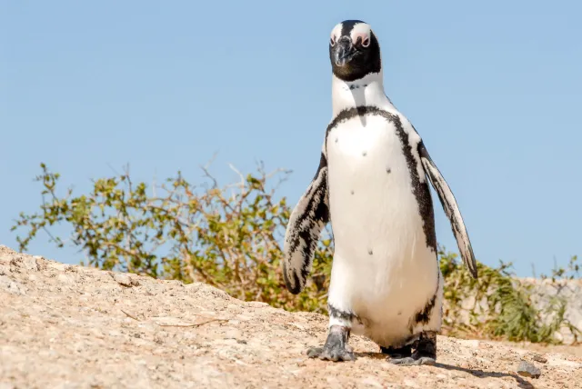 African penguins at "Boulders Beach" in South Africa