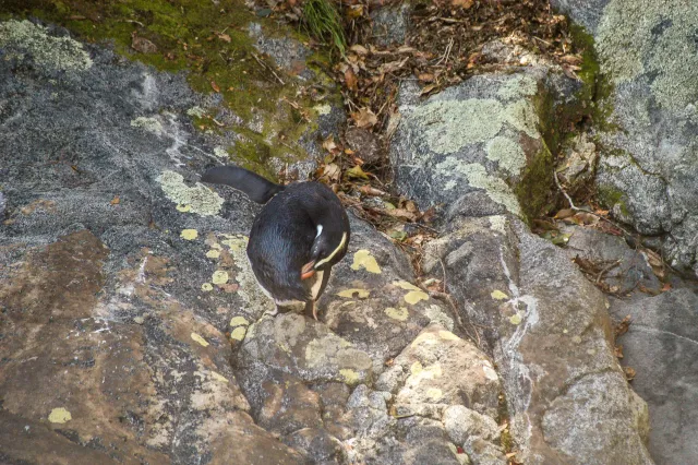 Dickschnabelpinguine auf der Südinsel von Neuseeland