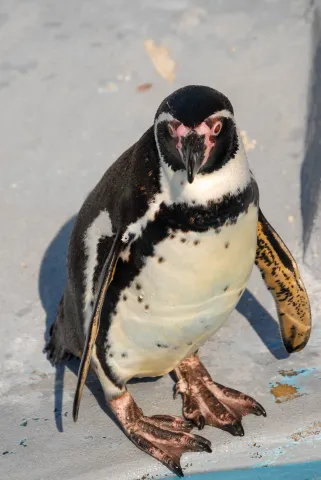 Humboldt penguin (With the kind permission of the Cologne Zoo)