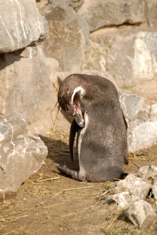 Humboldtpinguin (Mit freundlicher Genehmigung des Kölner Zoos)