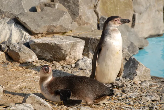 Humboldt penguin: young animal