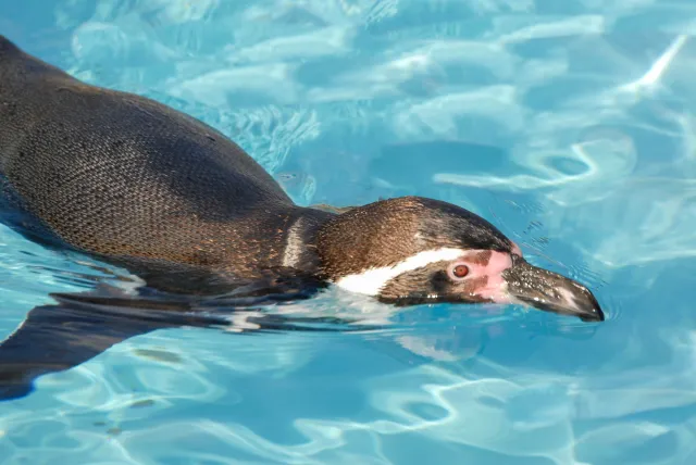 Humboldtpinguin (Mit freundlicher Genehmigung des Kölner Zoos)