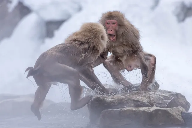 Combative snow monkeys in Yudanaka