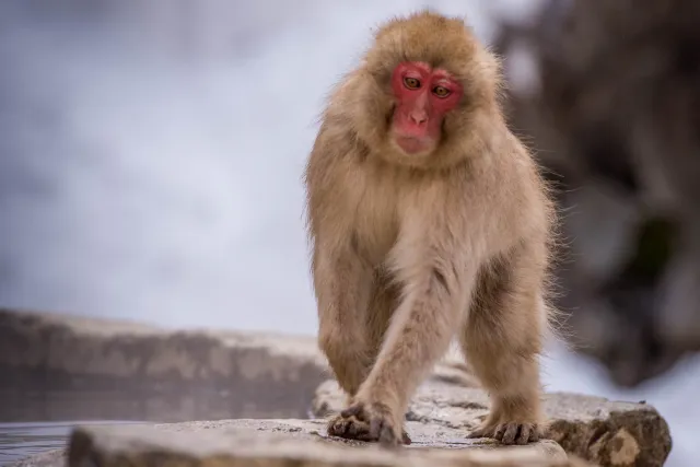 Macaque in the snow, Yudanaka