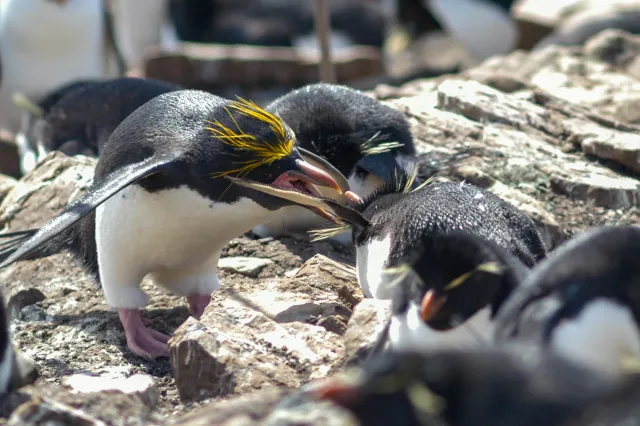 Macaroni Penguin on Pebble Island