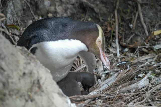 Gelbaugenpinguine in Omaru, Neuseeland