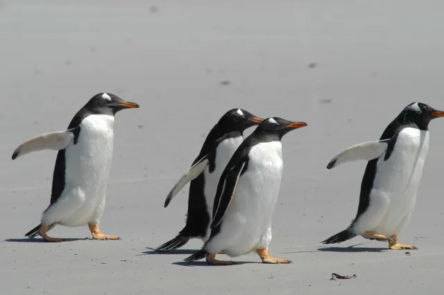 Eselspinguine am Volunteer Point, Ostfalkland