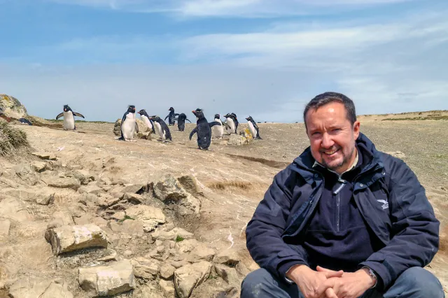 Die Felsenpinguinkolonie auf Pebble Island, eine der Falklandinseln