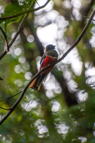 Bar-tailed trogon in the Boquete jungle, Panama