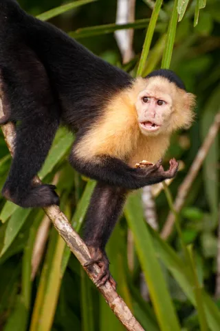 Panamanian white-faced capuchin on the Panama Canal