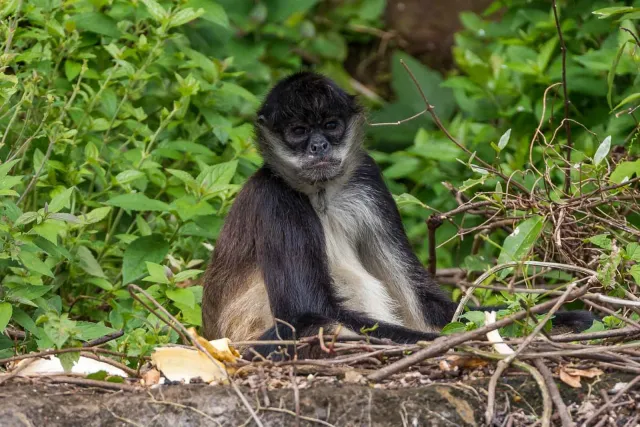 Geoffroy spider monkey on the island of Mono Arana in Lake Catemaco