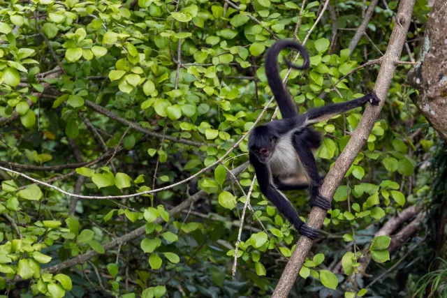 Geoffroy spider monkey on the island of Mono Arana in Lake Catemaco