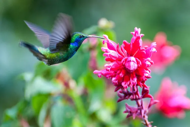 Veilchenohrkolibris in Boquete, Panama