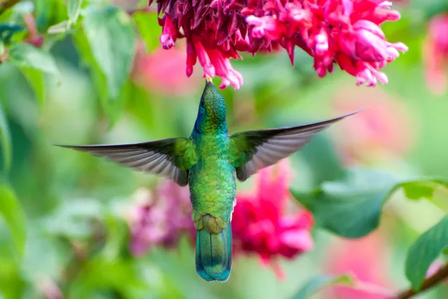 Veilchenohrkolibris in Boquete, Panama