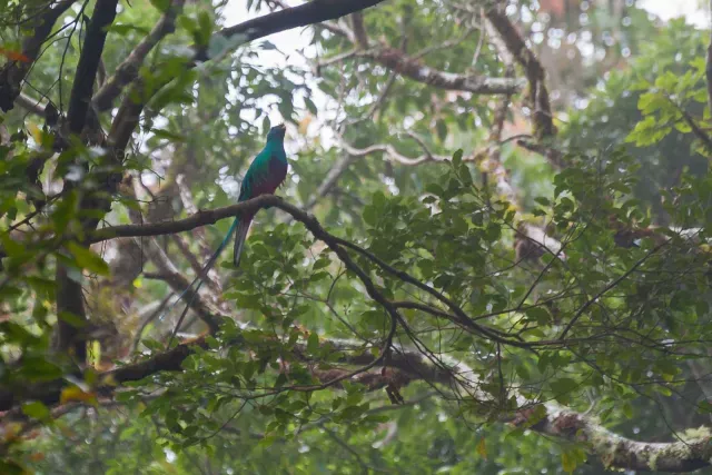 Quetzal im Urwald bei Boquete