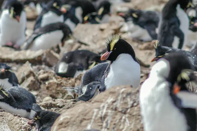 Kronenpinguin (Eudyptes sclateri)