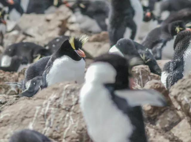 Kronenpinguin (Eudyptes sclateri)