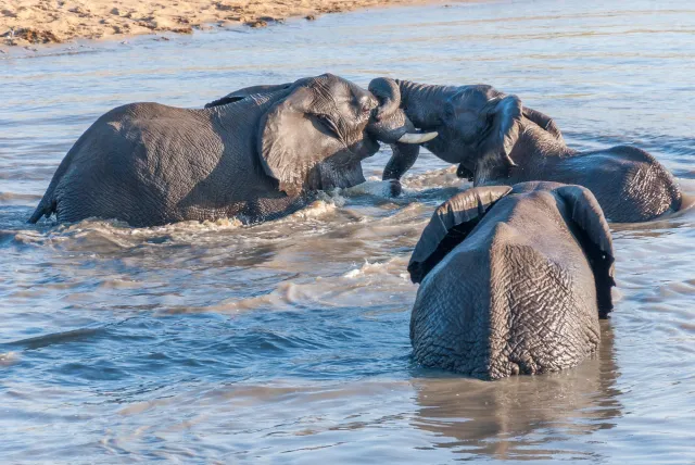 Badespaß einer Elefantenherde im Kruger-Nationalpark