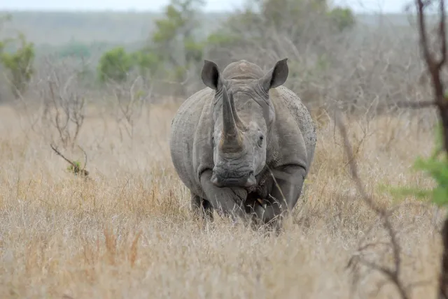 White rhinos in South Africa