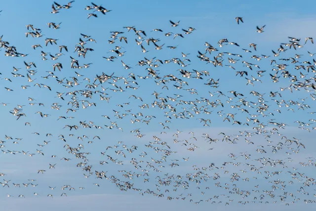 Barnacle geese over the Beltringharder Koog in the backlight