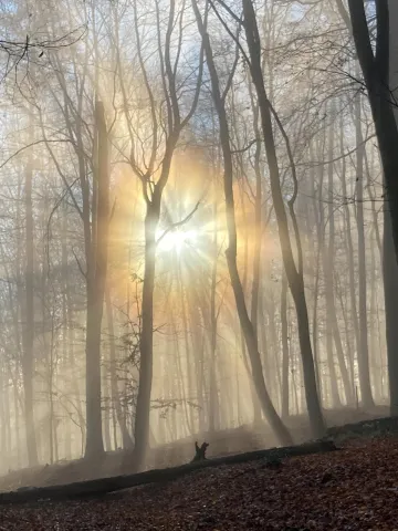 Sonne und Nebel im Buchenwald