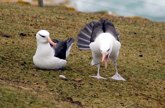 Black-browed albatrosses in the Falklands