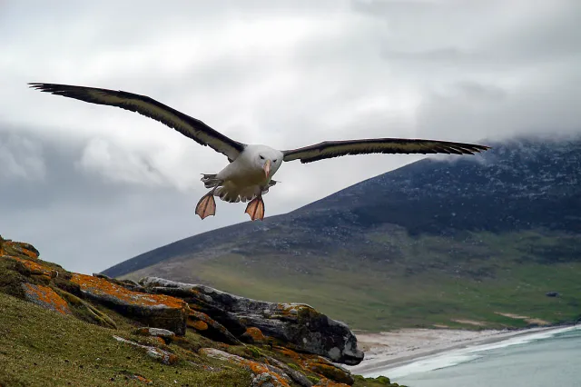 Schwarzbrauenalbatrosse auf den Falklands