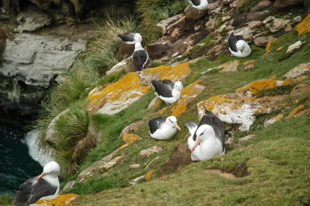 Schwarzbrauenalbatrosse auf den Falklands