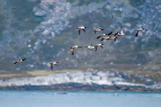 Common merganser  on the Lofoten