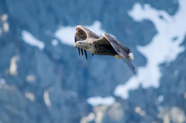 Seeadler auf den Lofoten