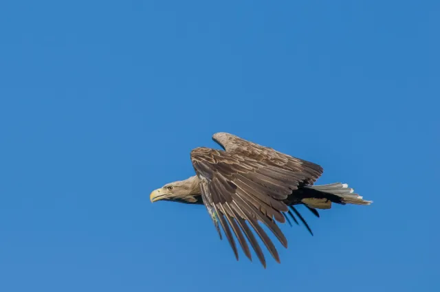 White-tailed eagles over the Trollfjord