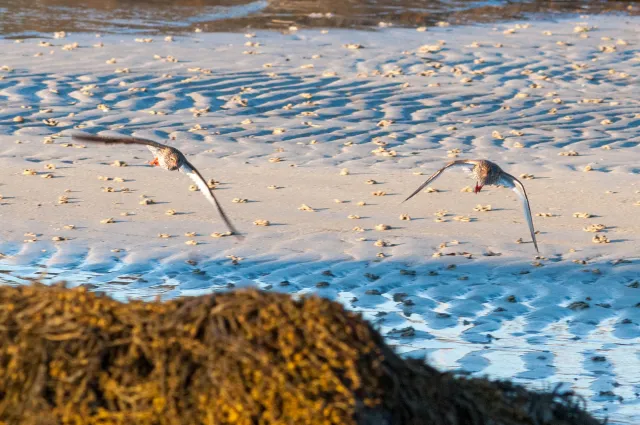 Redshank in "Action"