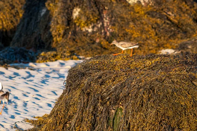 Redshank in "Action"