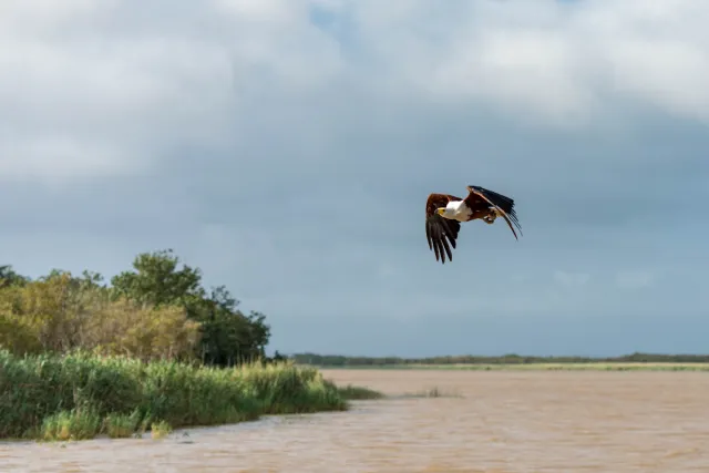 African fish eagle (Haliaeetus vocifer)