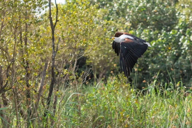 African fish eagle (Haliaeetus vocifer)