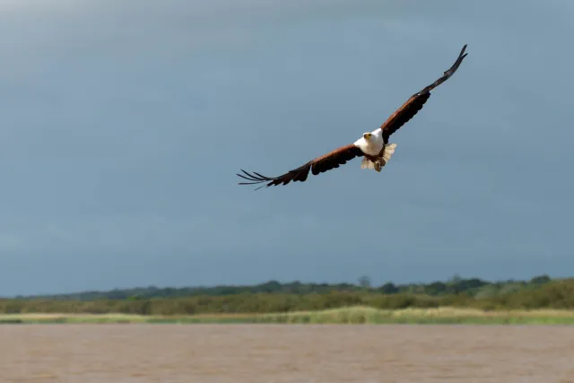 Afrikanische Schreiseeadler (Haliaeetus vocifer)