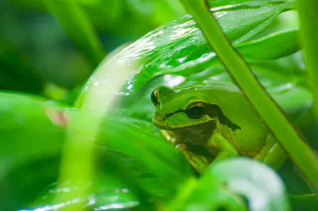 Rana Arboricola Enmascarada oder Masked Treefrog (Smilisca phaeota)